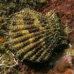 sp. 3